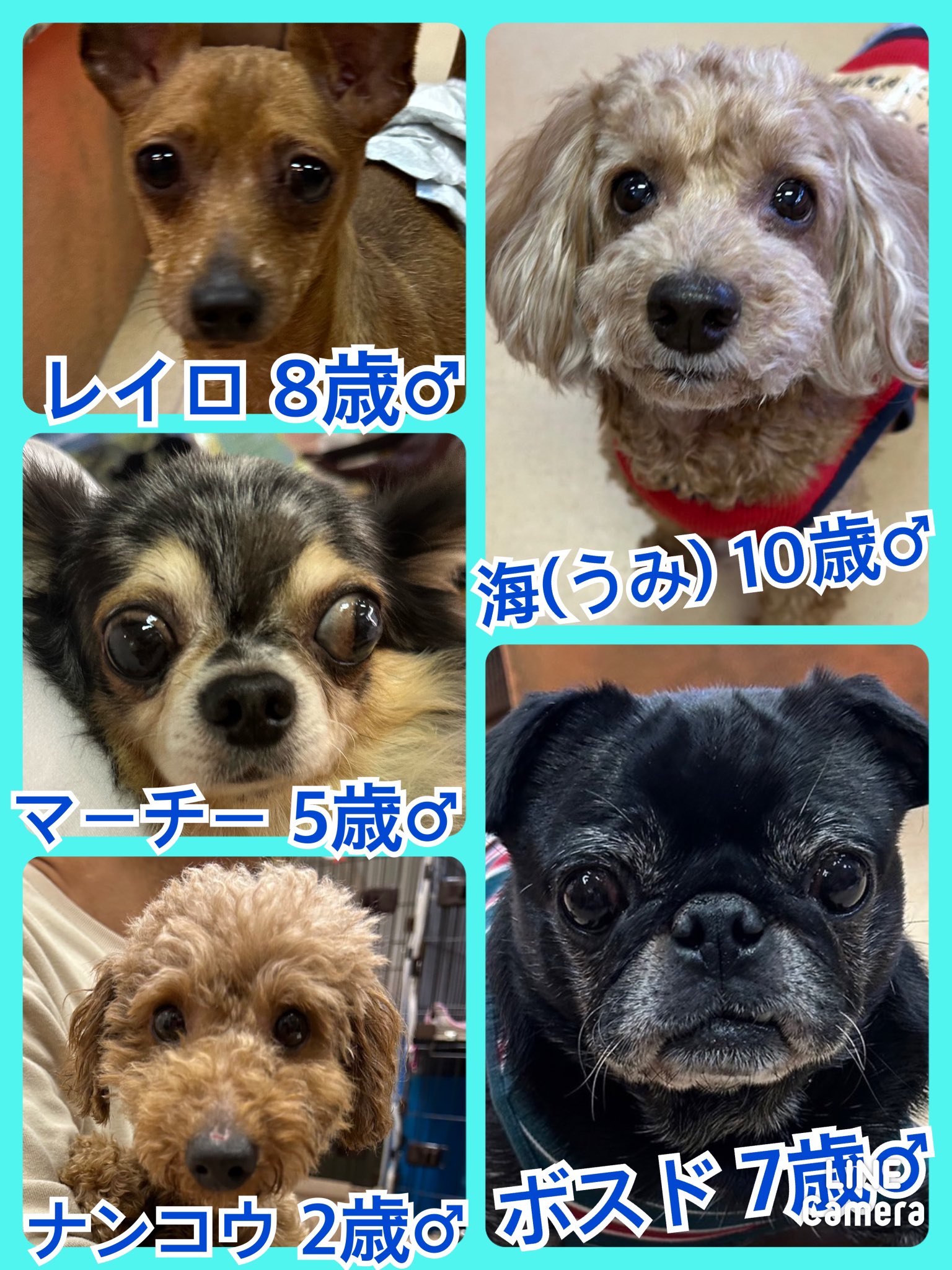 🐾今日の里親様募集中ワンコ🐶メンバーです🐾2023,11,20【保護犬カフェ天神橋店】